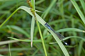 Große Pechlibelle (Ischnura elegans), Männchen